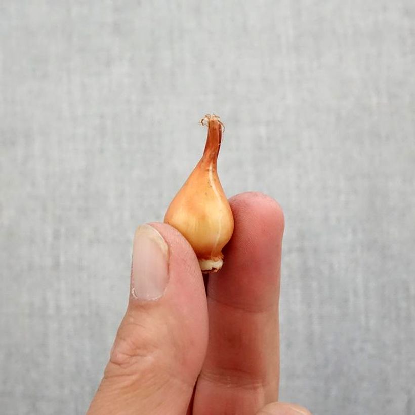 Example of Tulipe botanique linifolia  Bulbe size 5+ as you get in automne