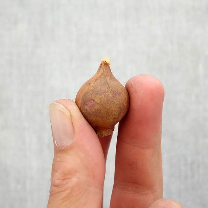 Example of Tulipe botanique orphanidea Flava Bulbe size 6+ as you get in automne