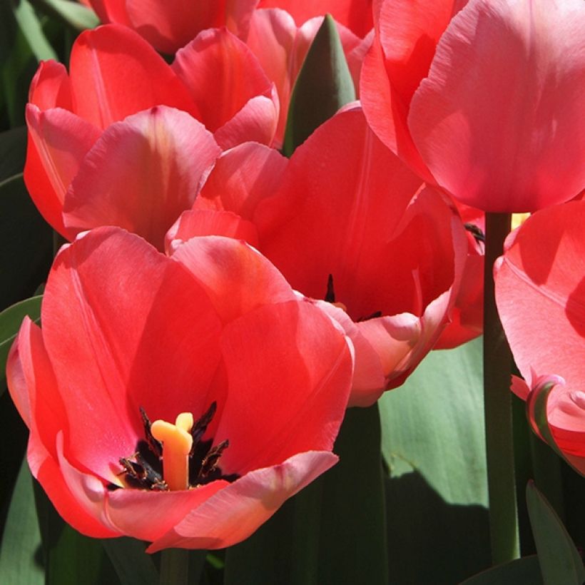 Tulipe botanique praestans Unicum (Flowering)