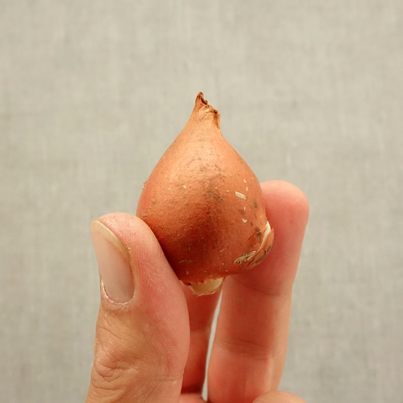 Example of Tulipe Darwin Beauty of Spring Bulbe size 12 as you get in automne
