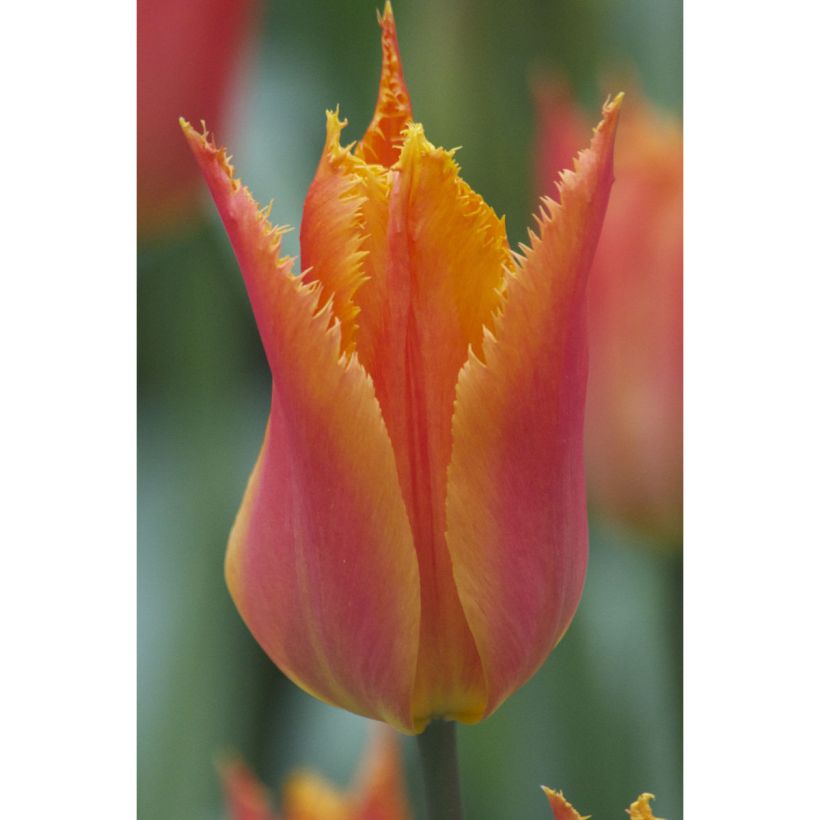 Tulipe dentelée Alexandra (Flowering)