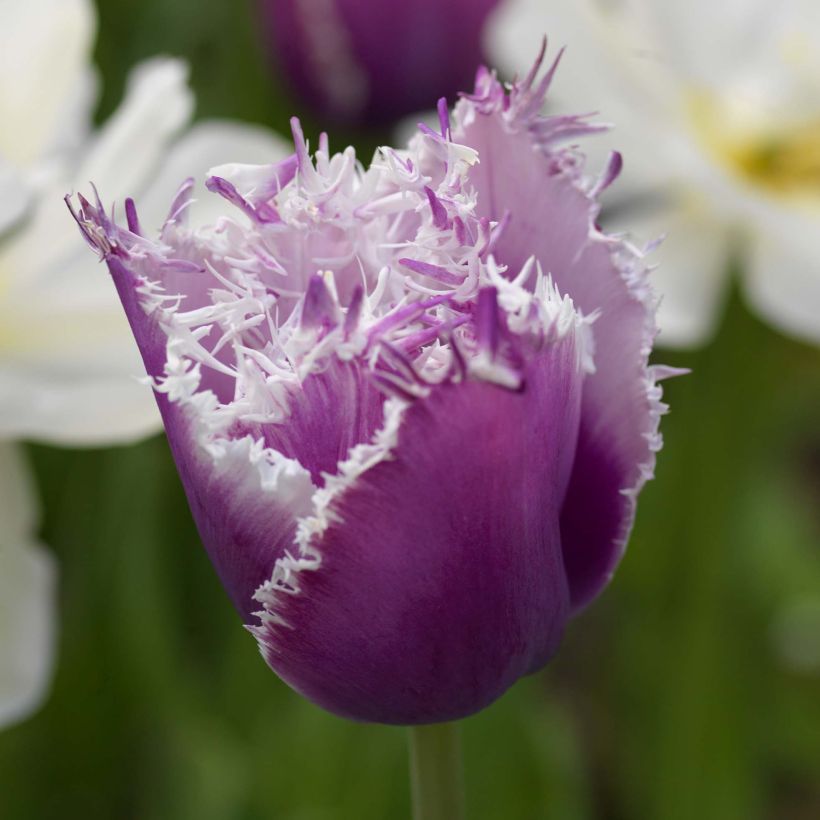 Tulipe dentelée Cummins (Flowering)