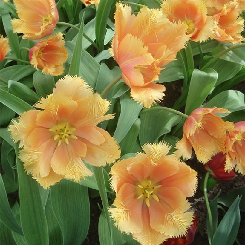 Tulipe dentelée Lambada  (Flowering)