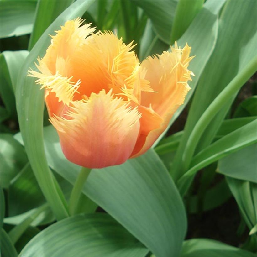 Tulipe dentelée Lambada  (Plant habit)