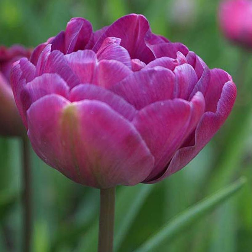 Tulipe double tardive Diamant Bleu (Blue Diamond) (Flowering)