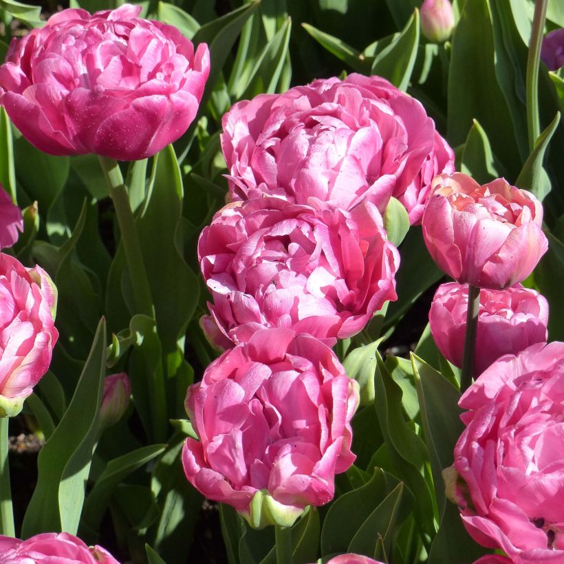 Tulipe double hâtive Amazing Grace (Flowering)
