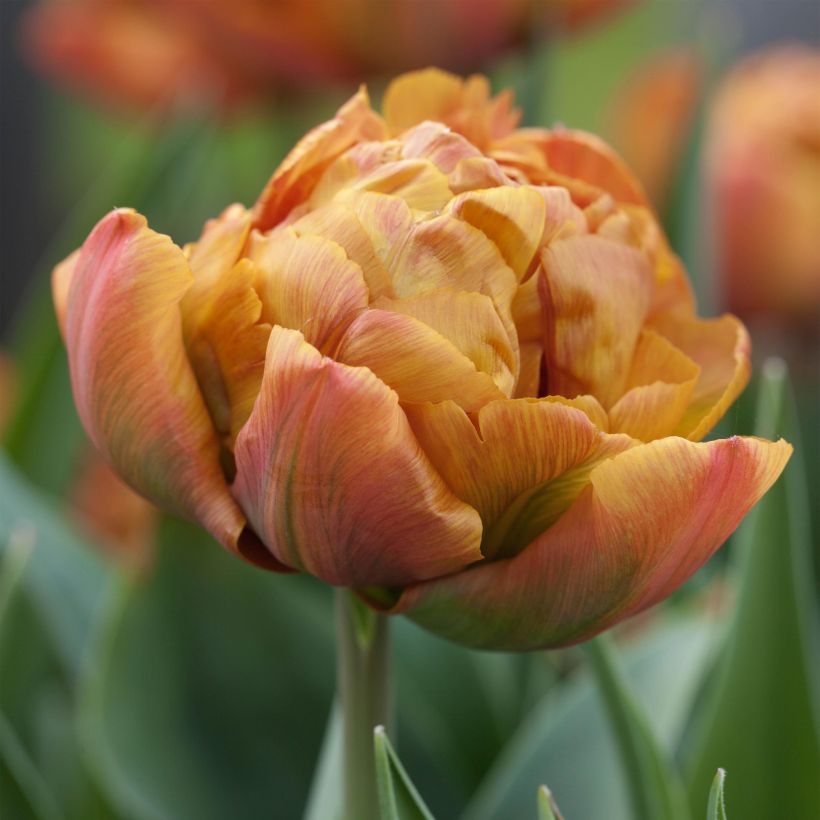 Tulipe double hâtive Brownie (Flowering)