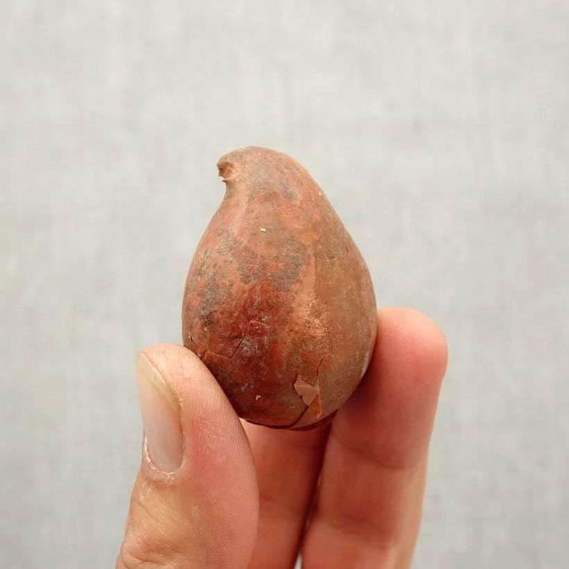 Example of Tulipe double hâtive Monte Orange Bulbe size 11+ as you get in automne