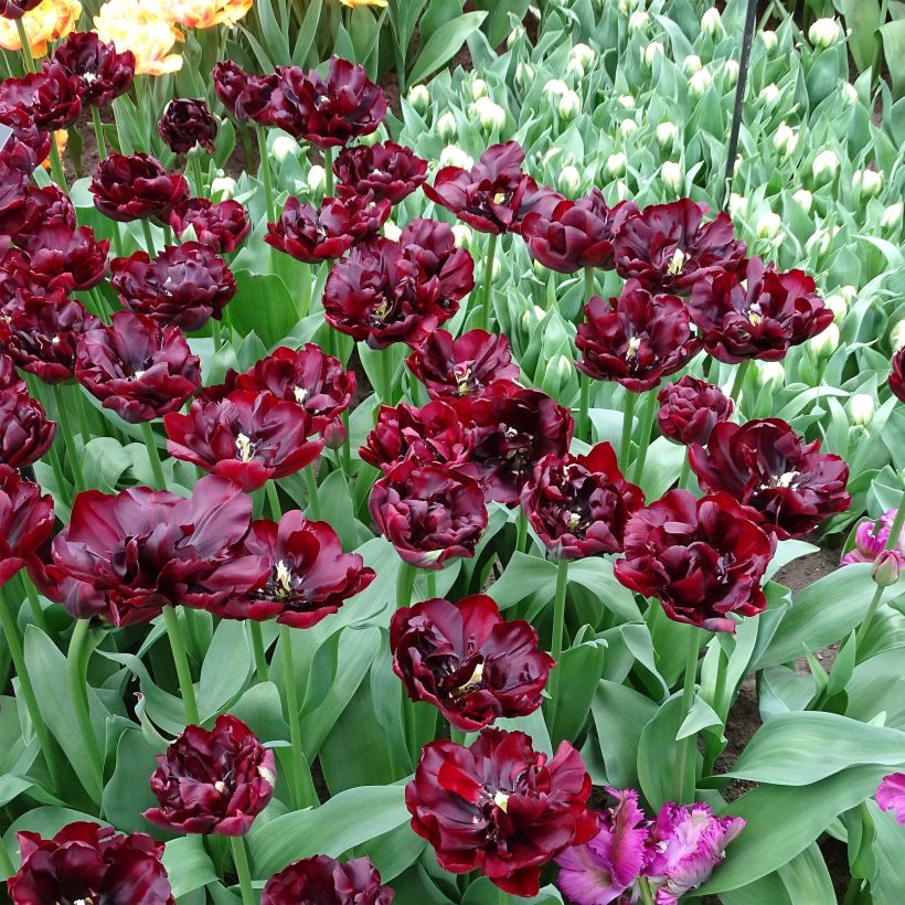 Tulipe double hative Palmyra (Flowering)