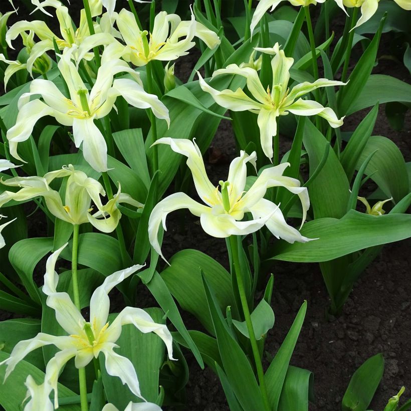 Tulipe Fleur de Lis Green Dance (Flowering)