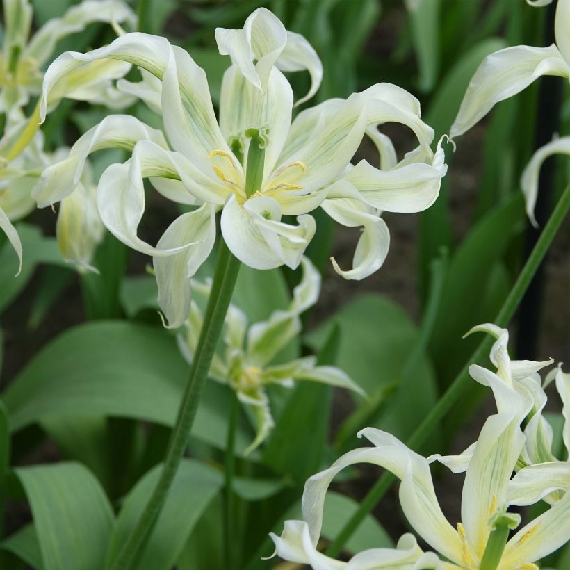 Tulipe Fleur de Lis Green Dance (Plant habit)