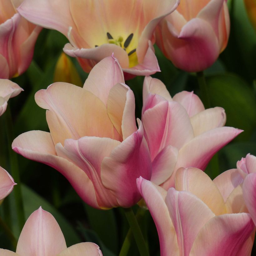Tulipe Fleur de Lis Sanne (Flowering)