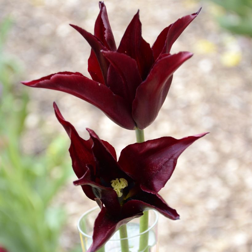 Tulipe Fleur de Lis Sarah Raven  (Flowering)