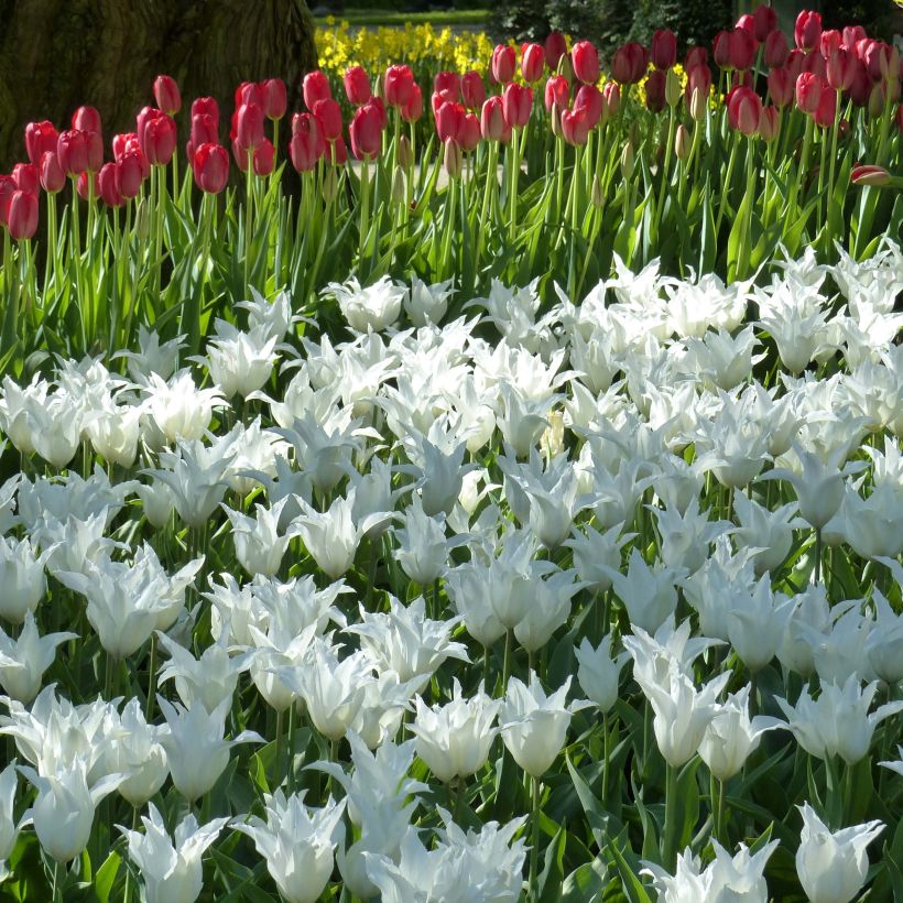 Tulipe Fleur de lys Très Chic (Flowering)