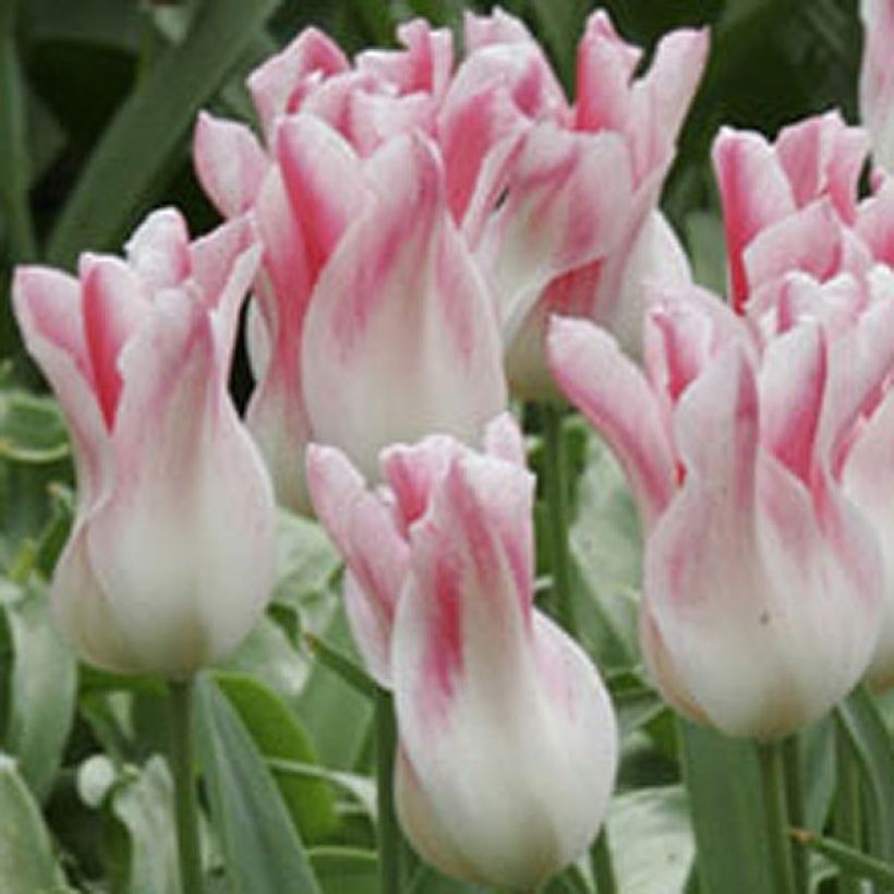Tulipe Fleur de Lis Hollande chic (Flowering)