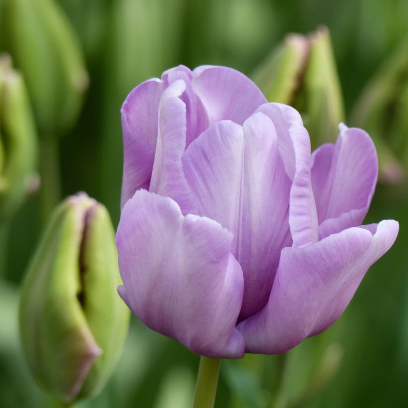 Tulipe Perroquet James Last (Flowering)