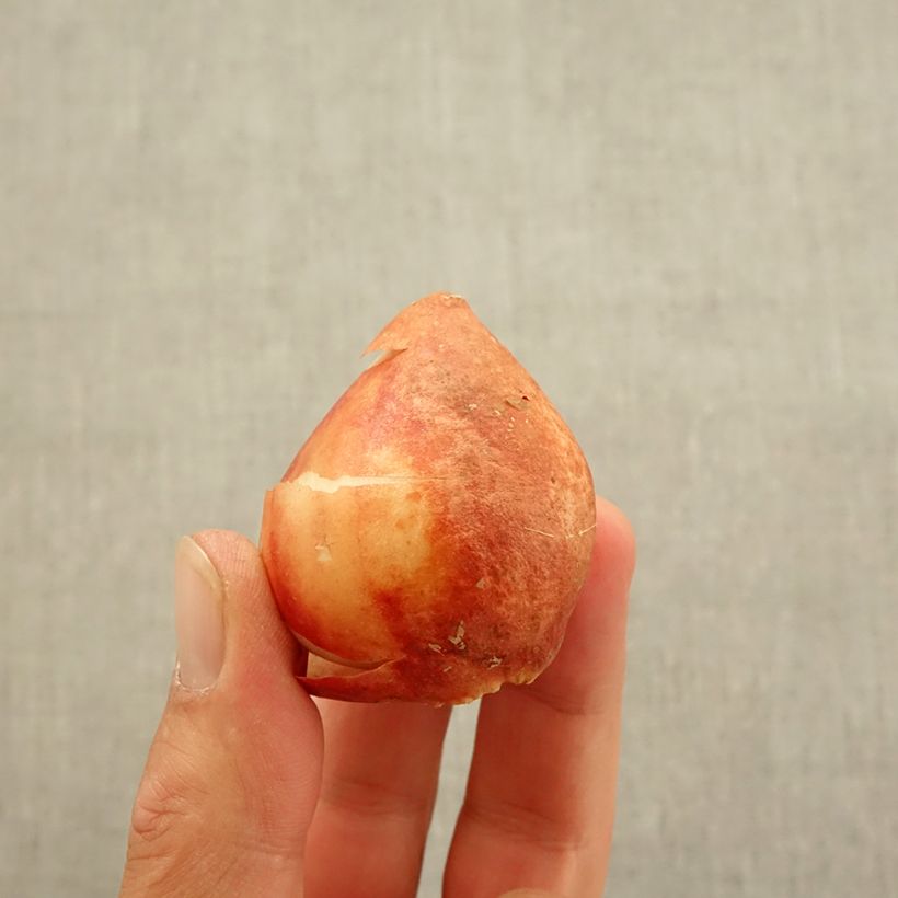 Example of Tulipe pluriflore Candy Club Bulbe size 11+ as you get in automne