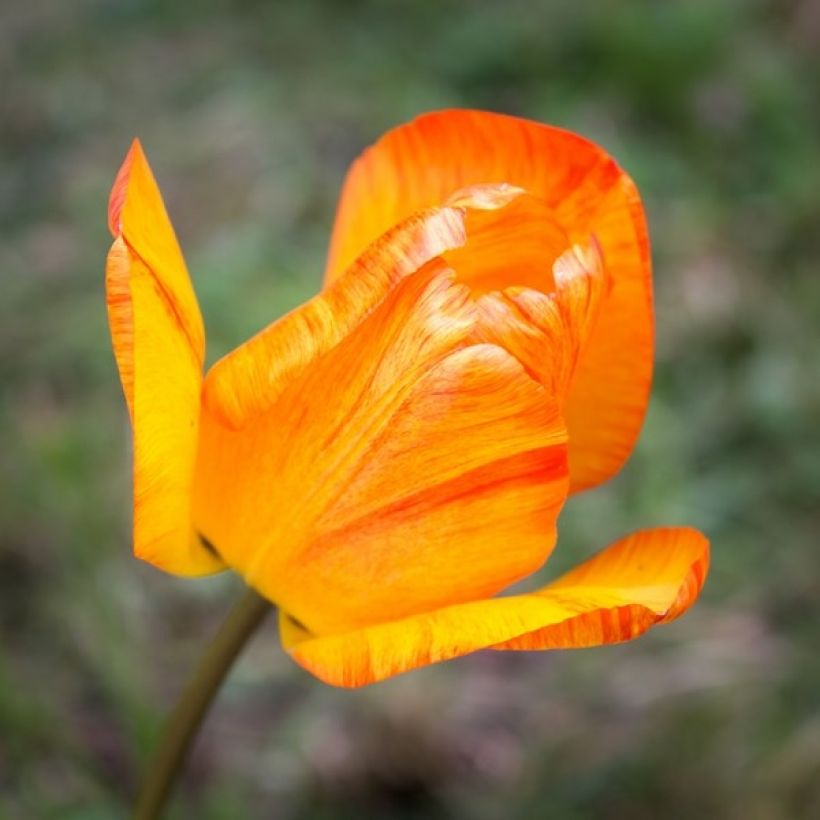 Tulipe simple hâtive General De Wet (Flowering)