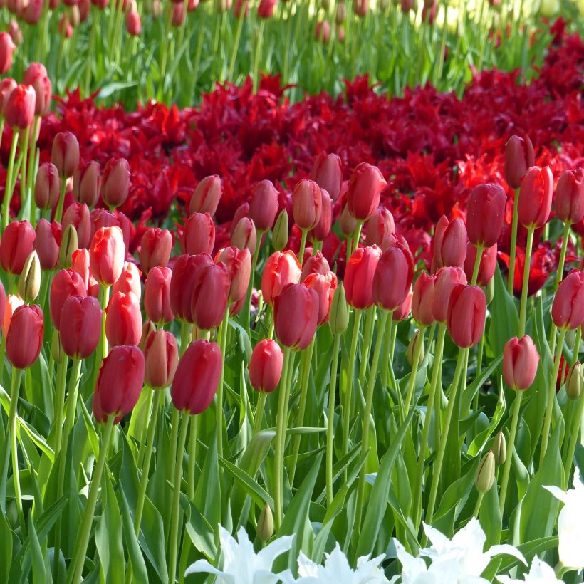 Tulipe simple tardive Sky High Scarlet (Flowering)