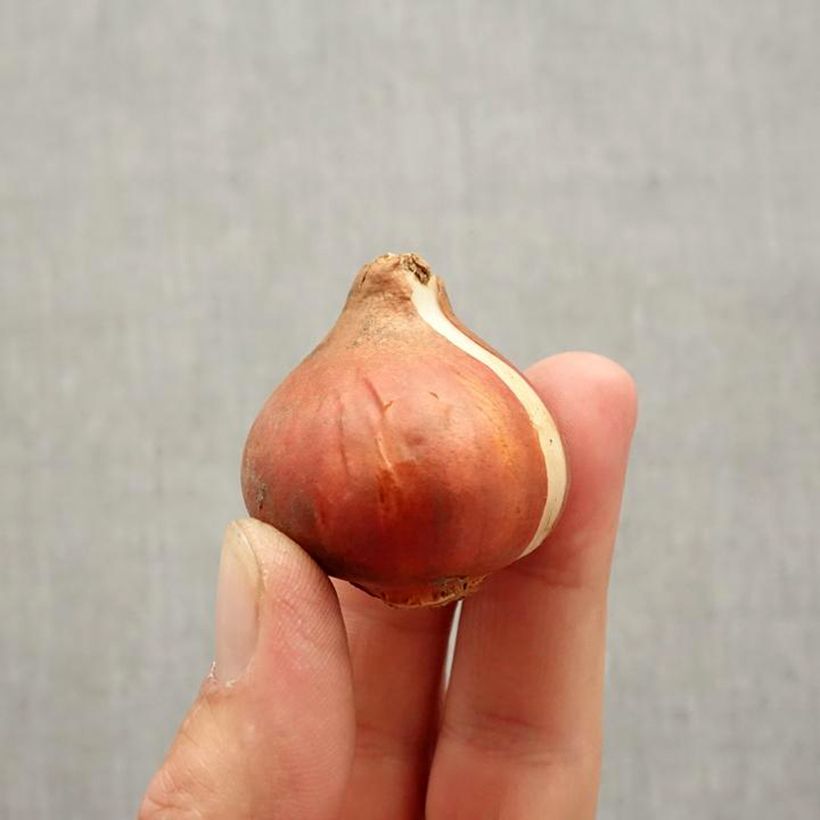 Example of Tulipe Triomphe Continental Bulbe size 11+ as you get in automne