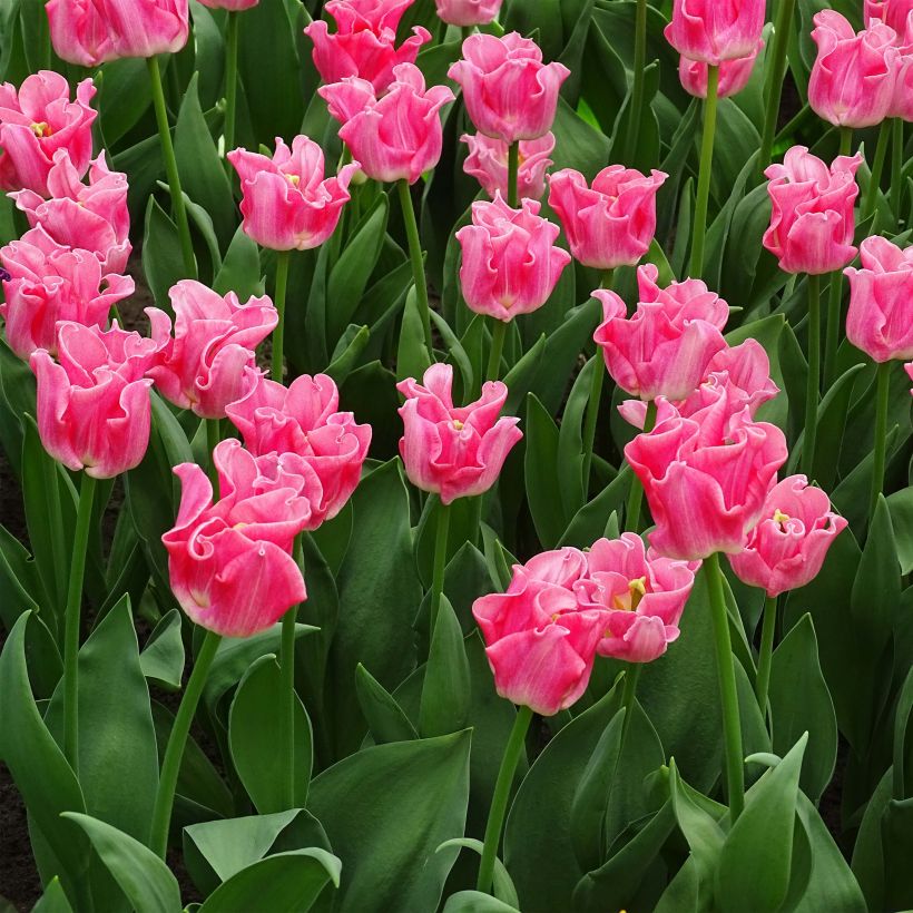 Tulipe triomphe Crown of Dynasty (Plant habit)