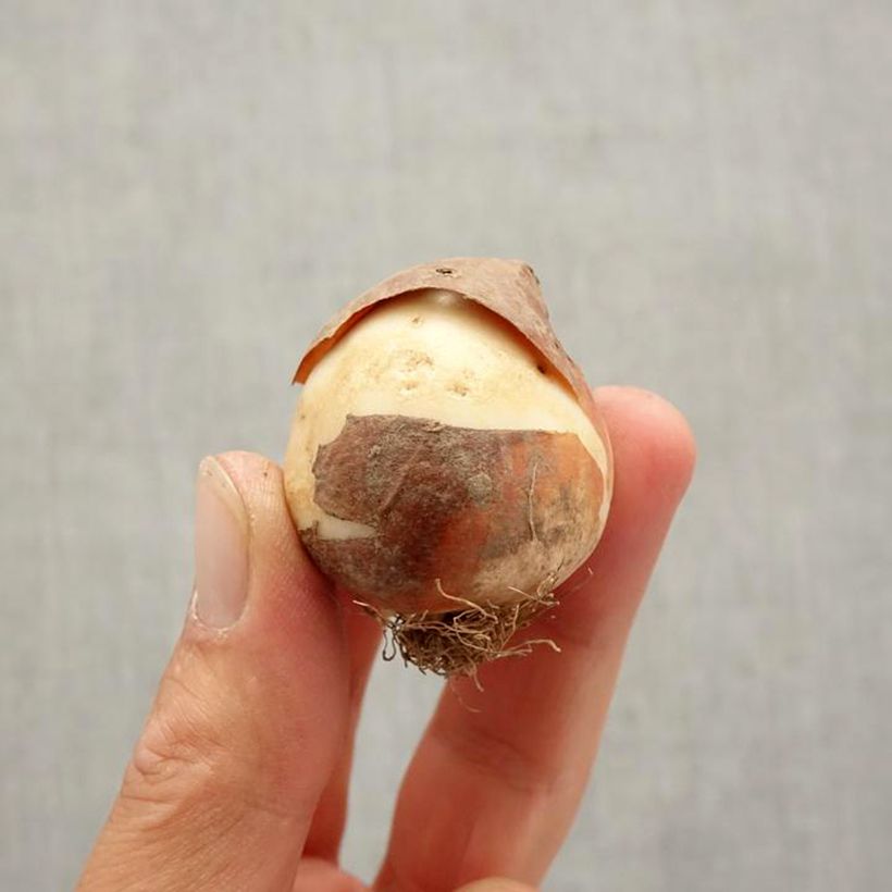 Example of Tulipe Triomphe Denmark Bulbe size 12+ as you get in automne