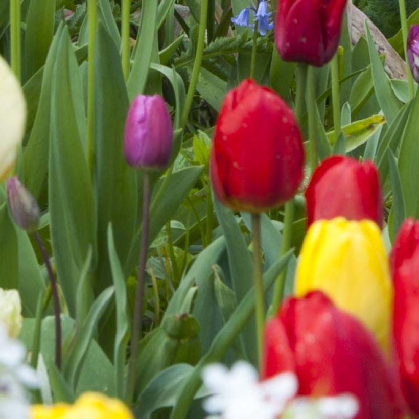 Tulipe Triomphe Ile de France (Foliage)