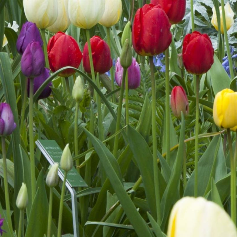 Tulipe Triomphe Ile de France (Plant habit)