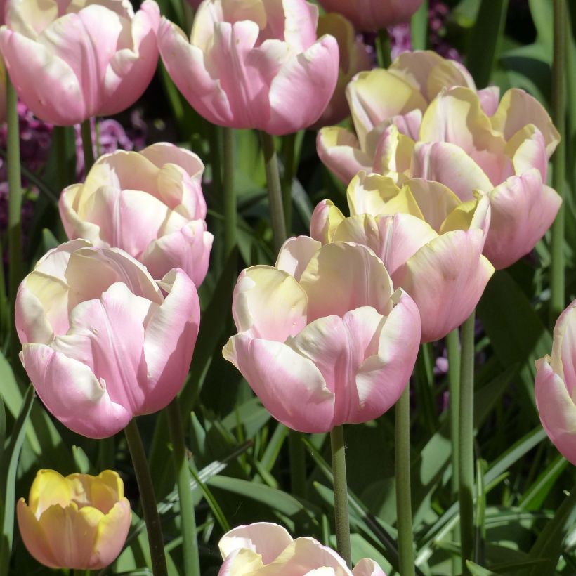 Tulipe Triomphe Mango Charm (Flowering)