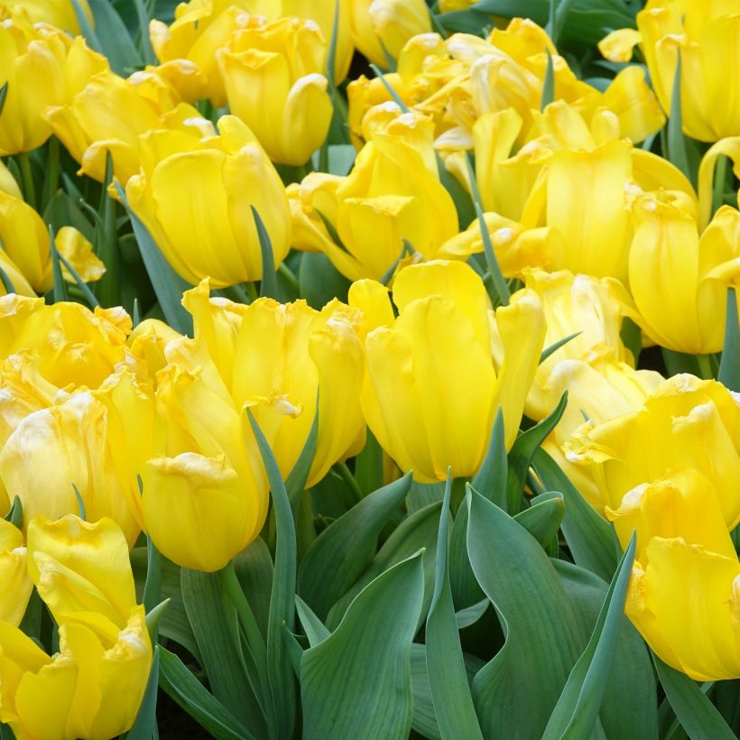 Tulipe triomphe Shooting Star (Flowering)