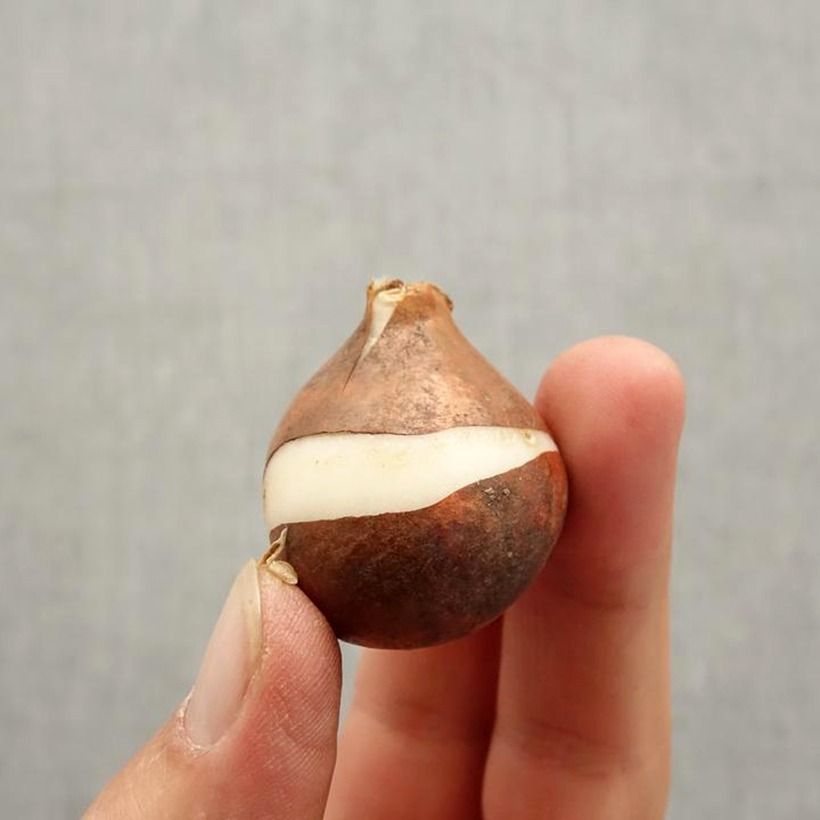 Example of Tulipe Triomphe Tom Pouce Bulbe size 12+ as you get in automne