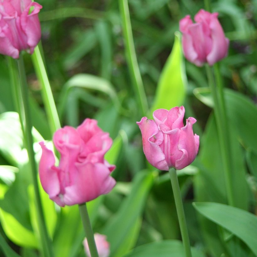 Tulipe simple tardive Picture (Flowering)