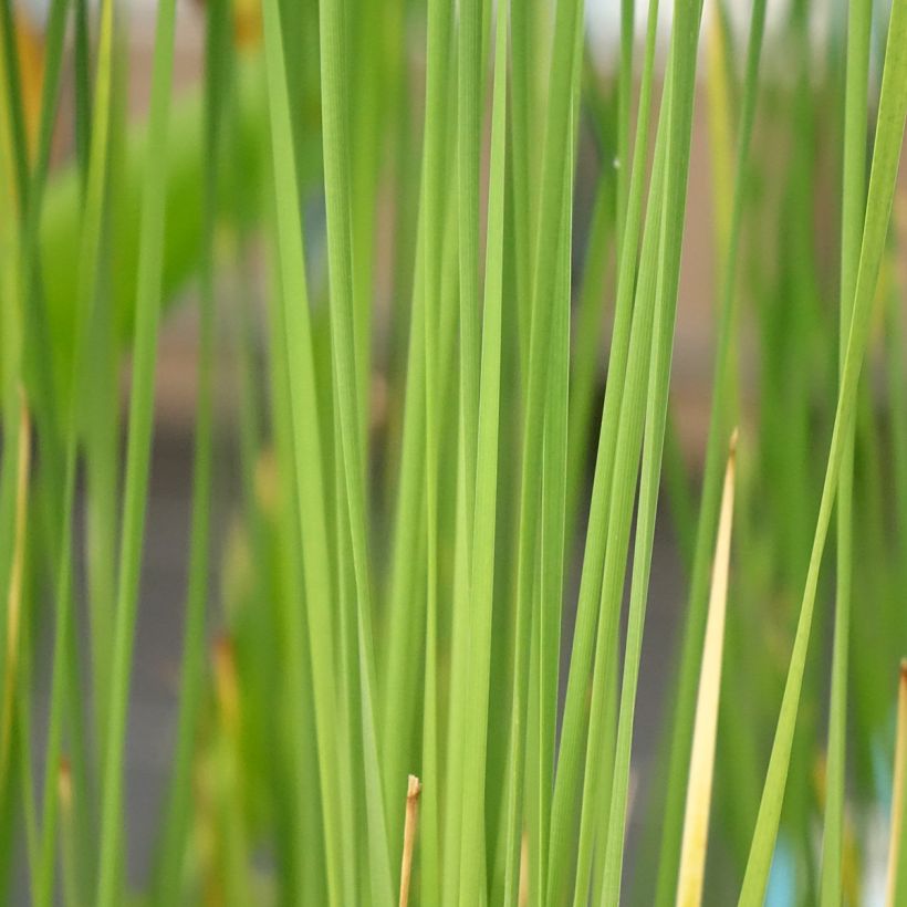 Typha laxmannii - Massette de Laxmann (Foliage)