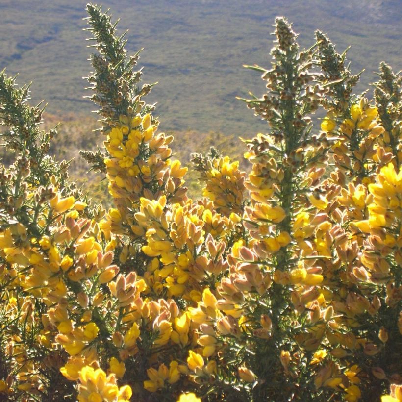 Ulex europaeus - Ajonc commun (Flowering)