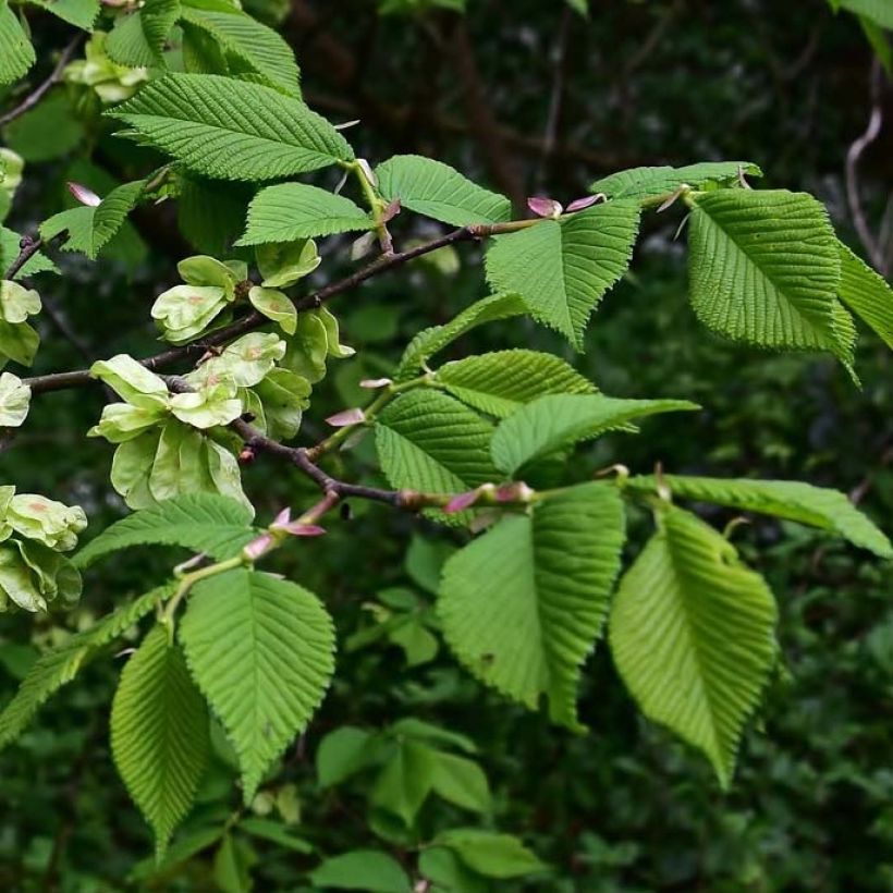 Orme commun - Ulmus glabra (Foliage)