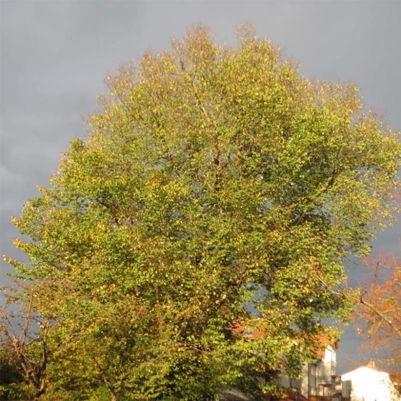 Orme commun - Ulmus glabra (Plant habit)