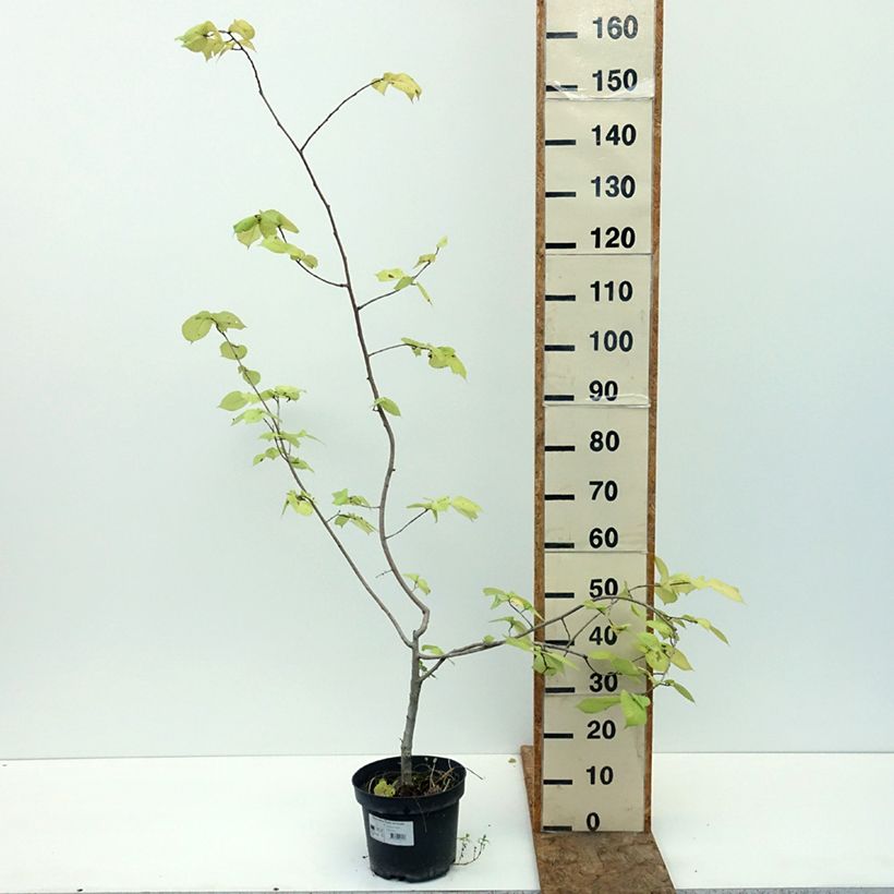 Example of Ulmus minor Louis van Houtte - Orme à petites feuilles Pot de 7,5L/10L as you get in ete