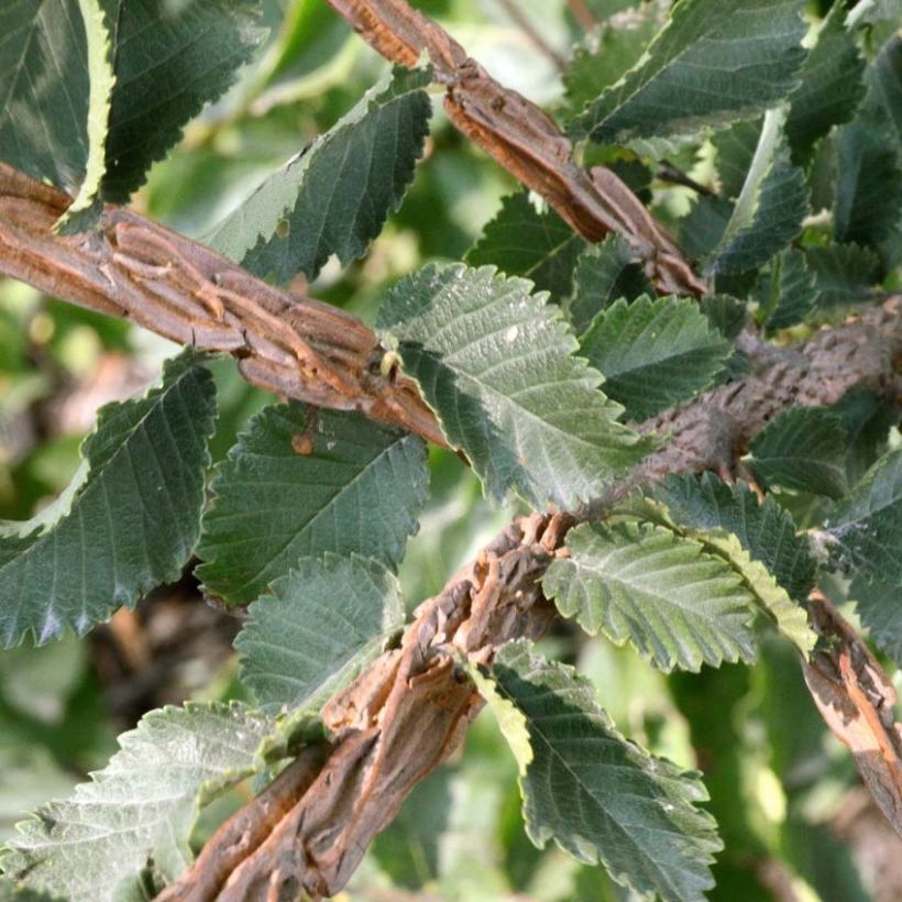 Ulmus minor suberosa - Orme champêtre (Foliage)