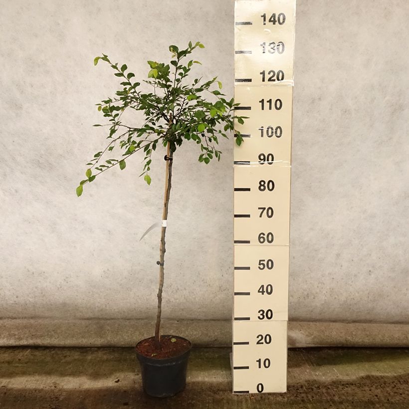 Example of Ulmus parvifolia Geisha - Orme de Chine Pot de 4L/5L, Tige as you get in ete