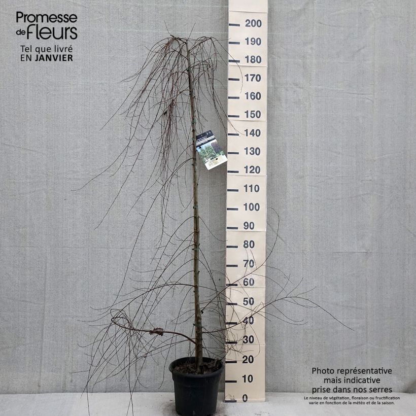 Example of Ulmus pumila - Orme de Sibérie Pot de 7,5L/10L as you get in hiver