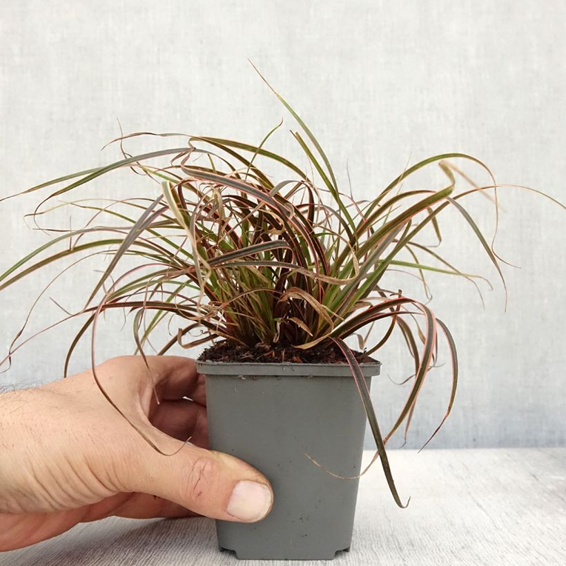 Example of Uncinia rubra Everflame Godet de 8/9 cm as you get in automne