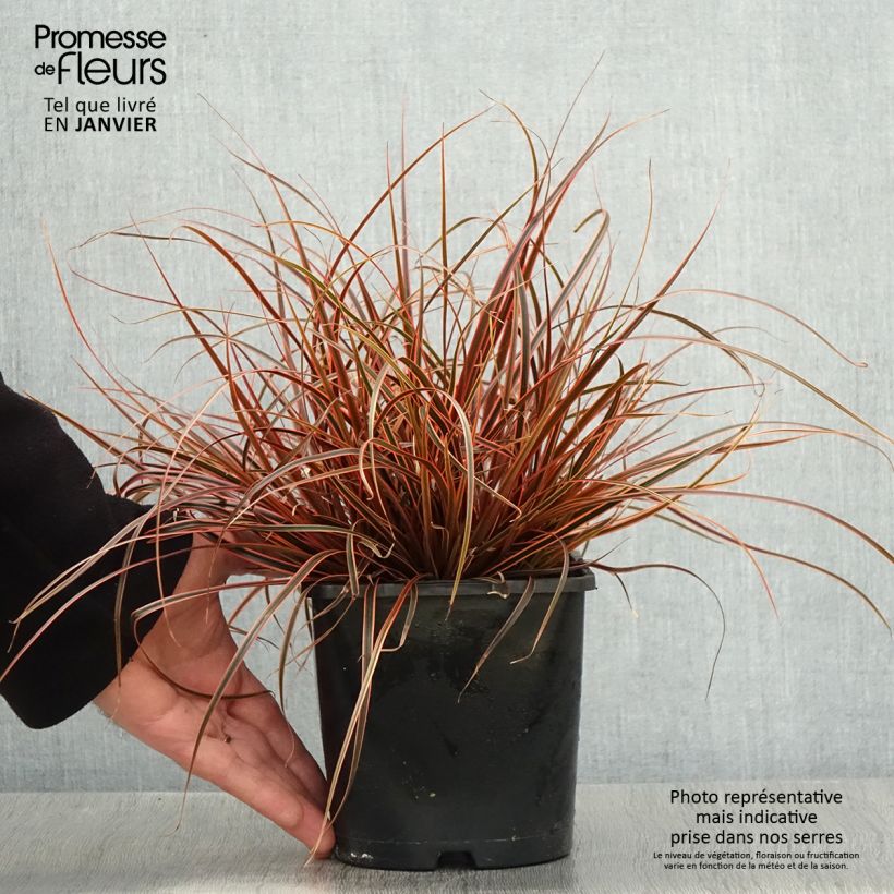 Example of Uncinia rubra Everflame Pot de 2L/3L as you get in hiver