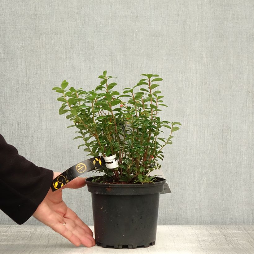 Example of Vaccinium vitis-idaea Fireballs Pot de 2L/3L as you get in automne