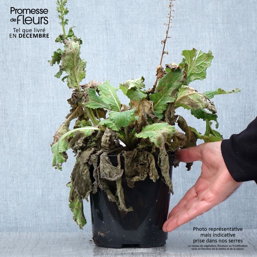 Example of Verbascum Dark Eyes - Molène hybride Pot de 2L/3L as you get in automne