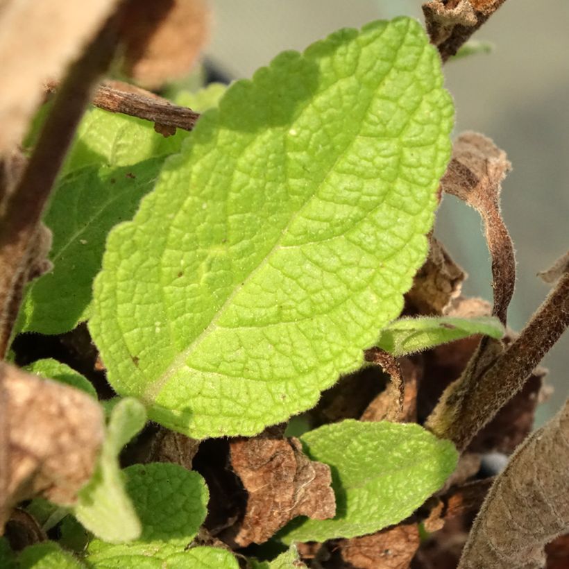 Verbascum Dark Eyes - Molène hybride (Foliage)