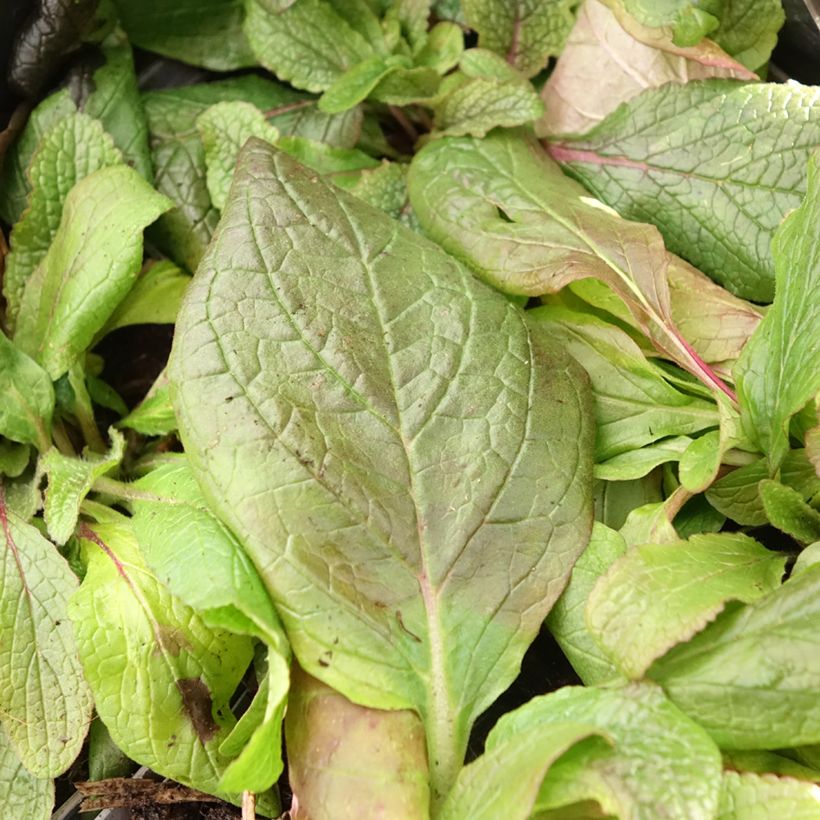Verbascum phoeniceum Violetta - Molène (Foliage)