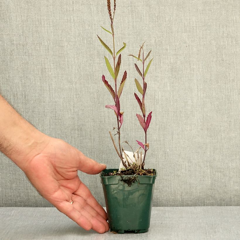Example of Verbena hastata Pink Spires - Verveine hastée Godet de 8/9 cm as you get in ete