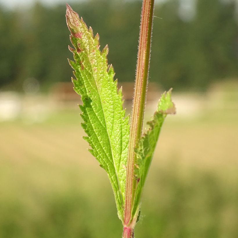 Verbena (x) macdougalii Lavender Spires - Verveine hybride (Foliage)