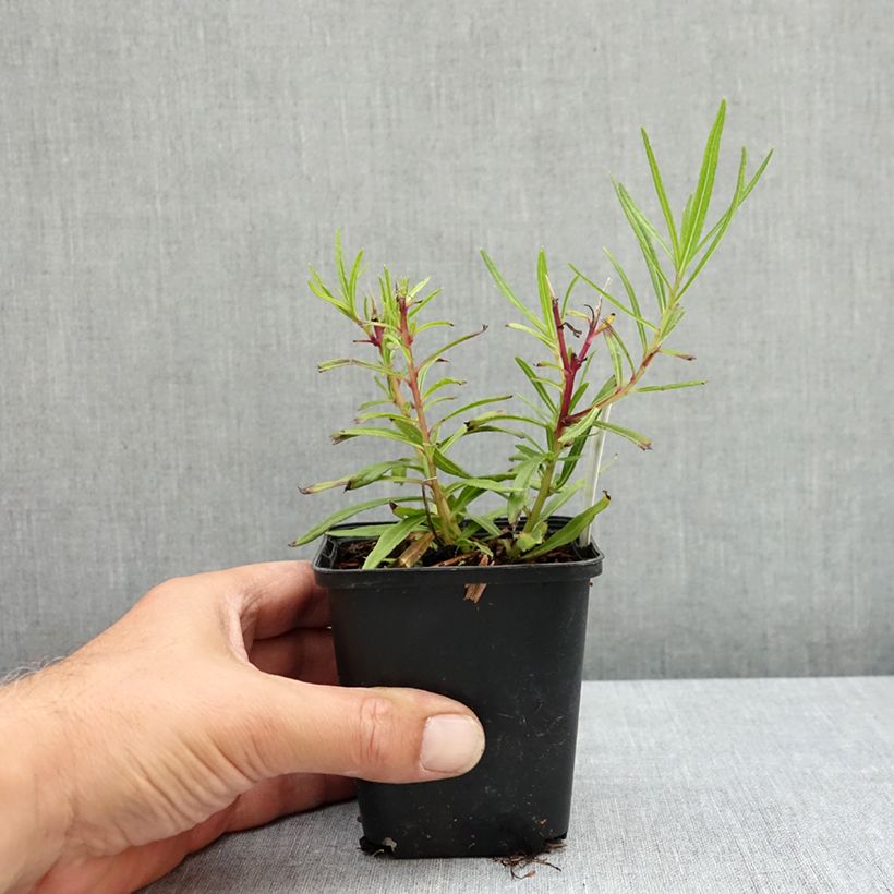 Example of Vernonia lettermannii - Vernone de Letterman Godet de 8/9 cm as you get in ete