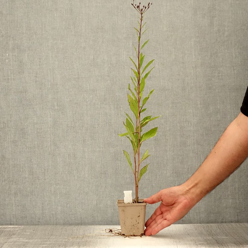 Example of Vernonia missurica - Vernone du Missouri Godet de 8/9 cm as you get in ete